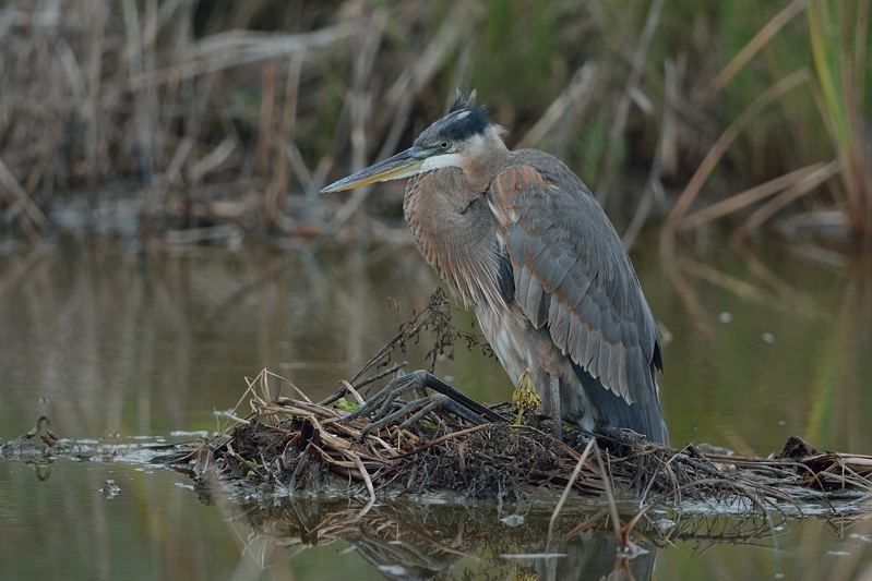 Amerikaanse Blauwe Reiger